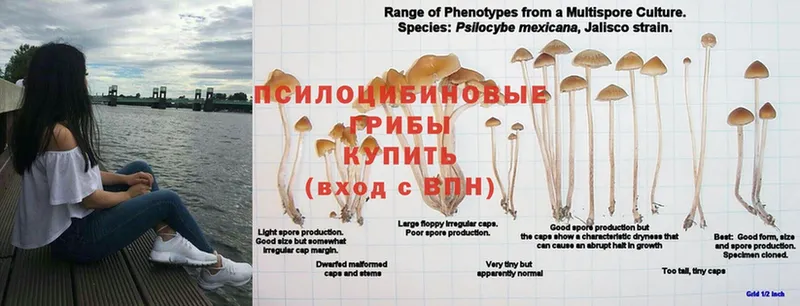 Псилоцибиновые грибы Cubensis  как найти наркотики  Еманжелинск 